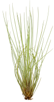 Tillandsia festucoides