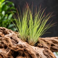 Tillandsia festucoides ca. 20 cm – Luftpflanze ohne...