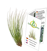 Tillandsia festucoides