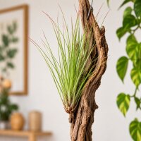 Tillandsia festucoides ca. 20 cm – Luftpflanze ohne Erde – pflegeleichte Air Plant für Deko, Zimmer & Terrarium – inkl. Pflegeanleitung – plastikfrei verpackt