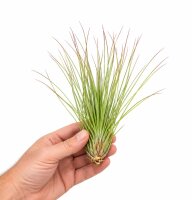 Tillandsia festucoides ca. 20 cm – Luftpflanze ohne Erde – pflegeleichte Air Plant für Deko, Zimmer & Terrarium – inkl. Pflegeanleitung – plastikfrei verpackt