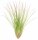 Tillandsia festucoides ca. 20 cm – Luftpflanze ohne Erde – pflegeleichte Air Plant für Deko, Zimmer & Terrarium – inkl. Pflegeanleitung – plastikfrei verpackt
