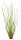 Tillandsia festucoides