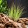 Tillandsia festucoides ca. 20 cm – Luftpflanze ohne Erde – pflegeleichte Air Plant für Deko, Zimmer & Terrarium – inkl. Pflegeanleitung – plastikfrei verpackt