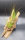 Tillandsia festucoides