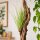 Tillandsia festucoides ca. 20 cm – Luftpflanze ohne Erde – pflegeleichte Air Plant für Deko, Zimmer & Terrarium – inkl. Pflegeanleitung – plastikfrei verpackt