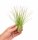 Tillandsia festucoides ca. 20 cm – Luftpflanze ohne Erde – pflegeleichte Air Plant für Deko, Zimmer & Terrarium – inkl. Pflegeanleitung – plastikfrei verpackt