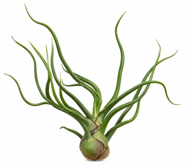 Tillandsia bulbosa M ca. 10 cm – exotische Luftpflanze ohne Erde