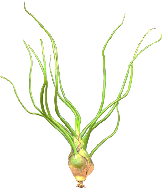 Tillandsia bulbosa