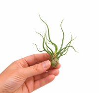 Tillandsia bulbosa M ca. 10 cm – exotische Luftpflanze ohne Erde