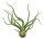 Tillandsia bulbosa M ca. 10 cm – exotische Luftpflanze ohne Erde