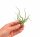 Tillandsia bulbosa M ca. 10 cm – exotische Luftpflanze ohne Erde