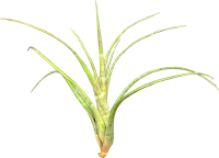 Tillandsien, Tillandsia flexuosa