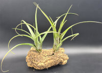 Tillandsien, Tillandsia flexuosa