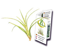 Tillandsien, Tillandsia flexuosa