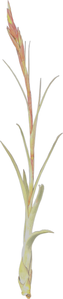 Tillandsien, Tillandsia balbisiana