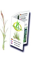 Tillandsien, Tillandsia balbisiana