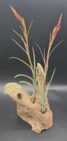 Tillandsien, Tillandsia balbisiana