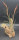 Tillandsien, Tillandsia balbisiana