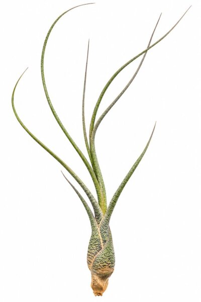 Tillandsia butzii ca. 18 cm, filigrane Luftpflanze, ohne Erde
