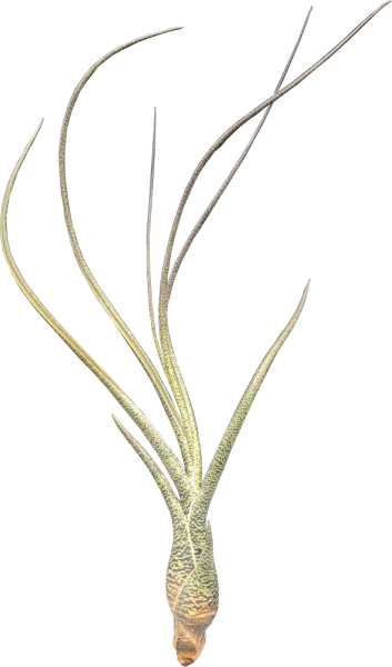 Tillandsia butzii