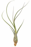 Tillandsia butzii ca. 18 cm, filigrane Luftpflanze, ohne...