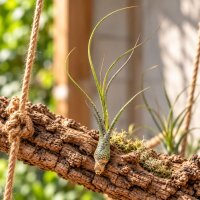 Tillandsia butzii ca. 18 cm, filigrane Luftpflanze, ohne Erde