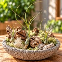 Tillandsia butzii ca. 18 cm, filigrane Luftpflanze, ohne Erde