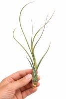 Tillandsia butzii ca. 18 cm, filigrane Luftpflanze, ohne Erde