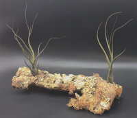 Tillandsia butzii