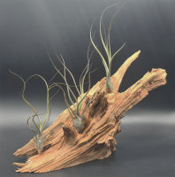 Tillandsia butzii