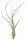 Tillandsia butzii ca. 18 cm, filigrane Luftpflanze, ohne Erde