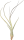 Tillandsia butzii