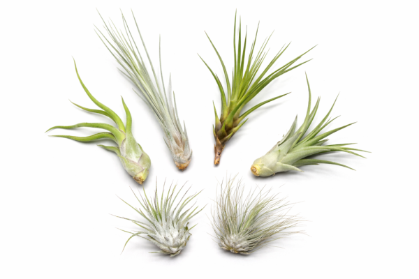 OmniPlants – Tillandsien 5er-Mix mit EXTRA T. fuchsii var gracilis, luftreinigende Air Plants, pflegeleicht, natürliche Deko, Gärtnereizucht