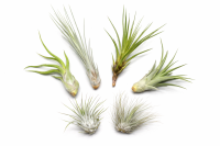 OmniPlants – Tillandsien 5er-Mix mit EXTRA T....