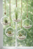 OmniPlants – Tillandsien 5er-Mix mit EXTRA T. fuchsii var gracilis, luftreinigende Air Plants, pflegeleicht, natürliche Deko, Gärtnereizucht