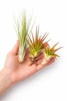OmniPlants – Tillandsien 5er-Mix mit EXTRA T. fuchsii var gracilis, luftreinigende Air Plants, pflegeleicht, natürliche Deko, Gärtnereizucht