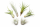 OmniPlants – Tillandsien 5er-Mix mit EXTRA T. fuchsii var gracilis, luftreinigende Air Plants, pflegeleicht, natürliche Deko, Gärtnereizucht