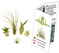 MINI Tillandsien 5er Mix, Tillandsia, Bromeliengewächs