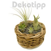 MINI Tillandsien 5er Mix, Tillandsia, Bromeliengewächs