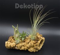 MINI Tillandsien 5er Mix, Tillandsia, Bromeliengewächs