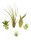 MINI Tillandsien 5er Mix, Tillandsia, Bromeliengewächs