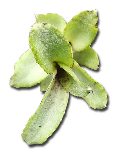 Neoregelia liliputiana, ungetopft
