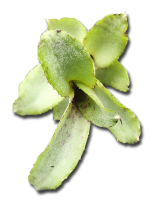 Neoregelia liliputiana, ungetopft