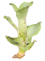 Neoregelia liliputiana, ungetopft
