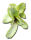 Neoregelia liliputiana, ungetopft