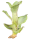 Neoregelia liliputiana, ungetopft