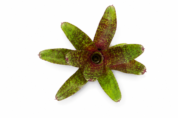 Neoregelia atlantis Bromelie ungetopft 11 cm – tropische Zimmerpflanze & Terrarienpflanze für Feuchtraumterrarium