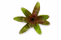 Neoregelia atlantis Bromelie ungetopft 11 cm –...