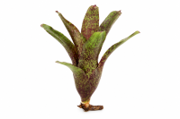 Neoregelia atlantis Bromelie ungetopft 11 cm –...